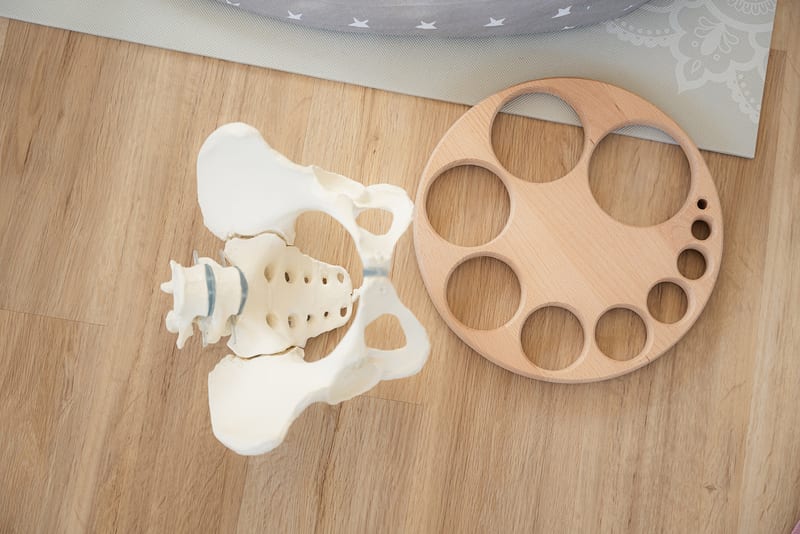 Anatomisches Beckenboden-Modell aus Holz im Kursraum